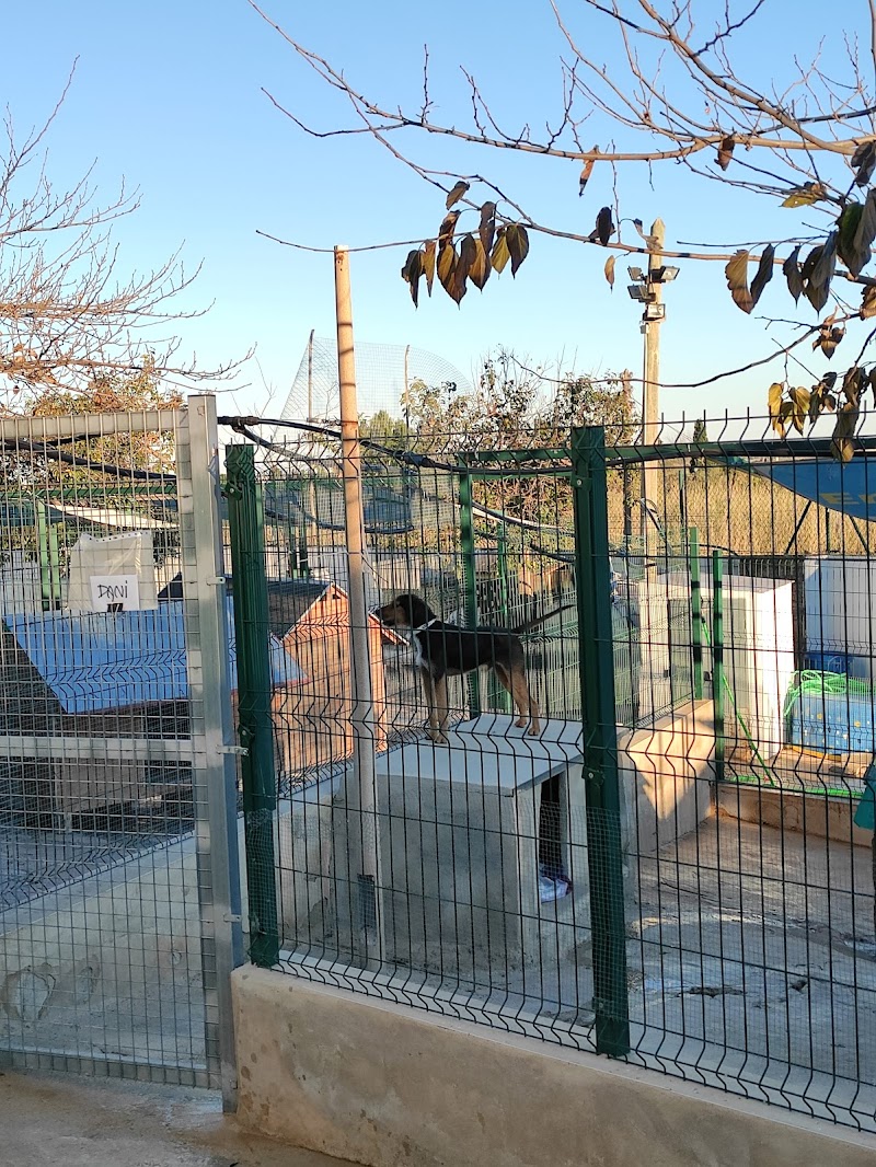 Imagen de negocio en Adopción en Provincia de Valencia