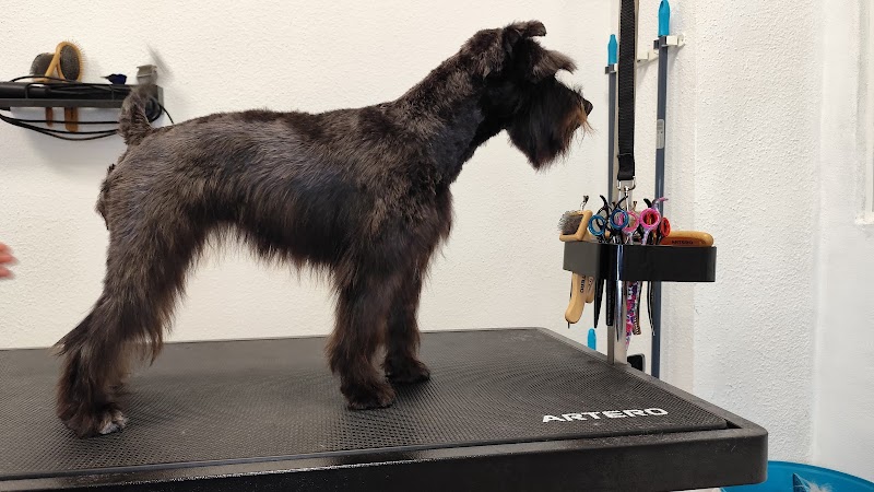 Imagen de Pels Pèls