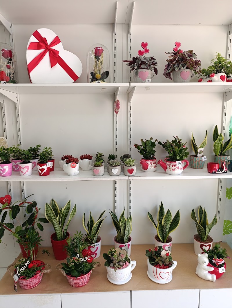 Imagen de Alis Flores y Regalos