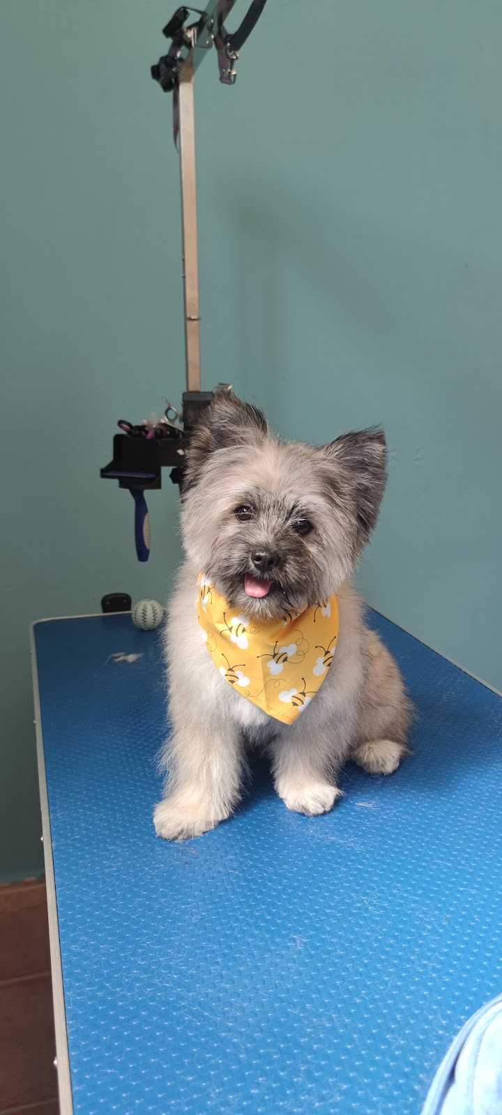 Imagen de Spa Perros