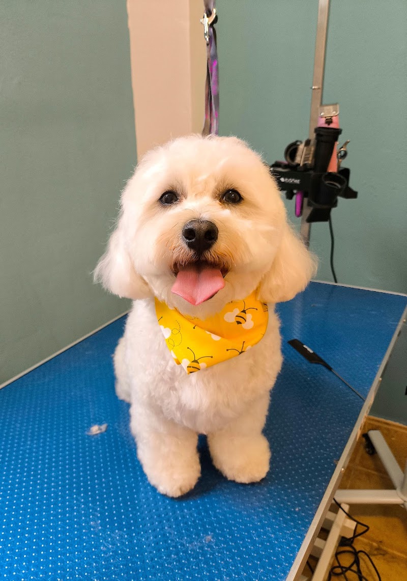 Imagen de Spa Perros