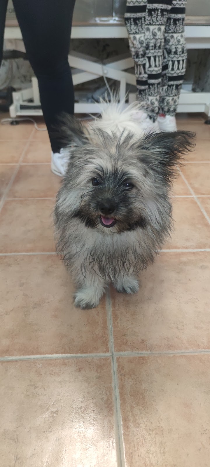 Imagen de Spa Perros