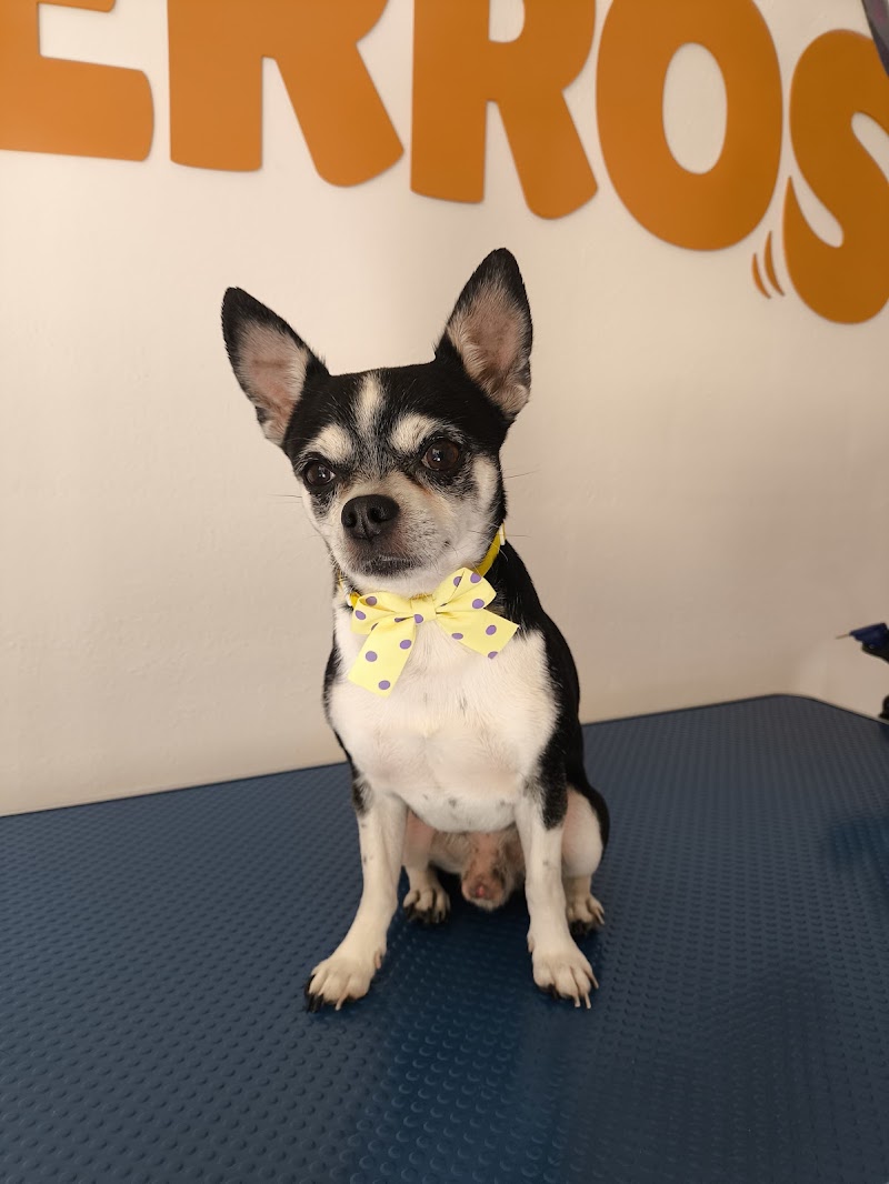 Imagen de Spa Perros