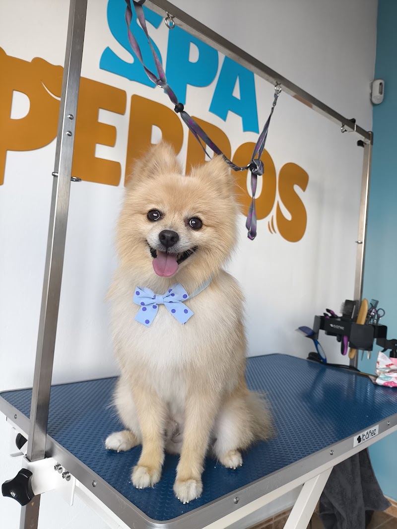 Imagen de Spa Perros