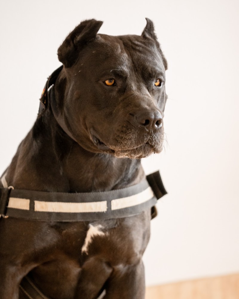 Imagen de Academia Varan