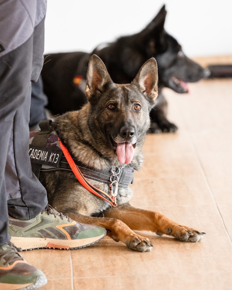 Imagen de Academia Varan