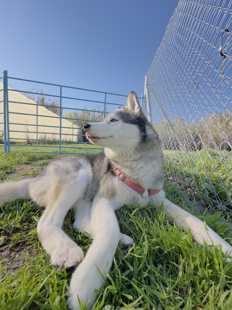 Imagen de negocio en Guardería para mascotas en Provincia de Granada
