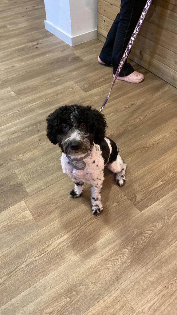 Imagen de Huella&tijera