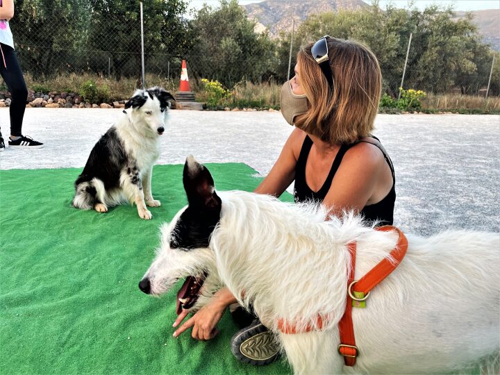 Imagen de negocio en Adiestramiento de mascotas en Provincia de Granada