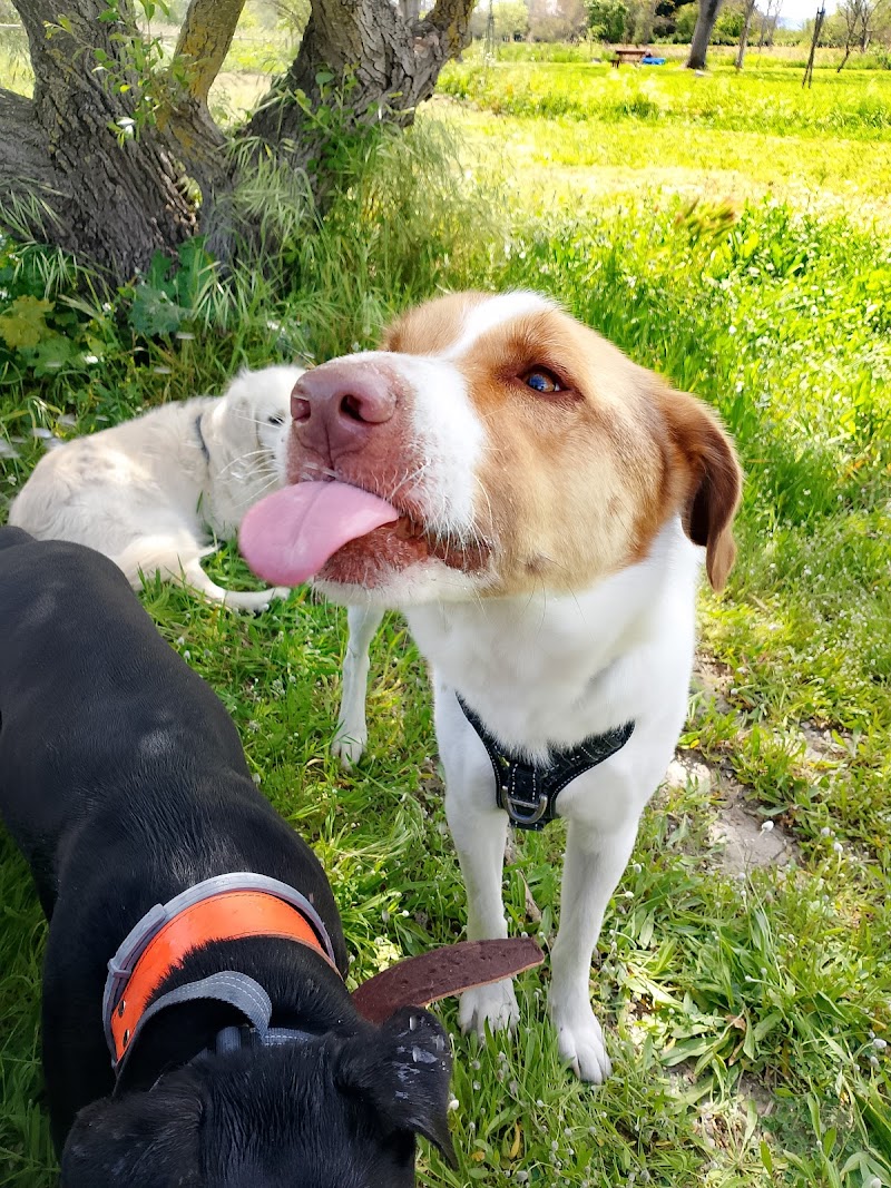 Imagen de Cuidado de Mascotas Gandía
