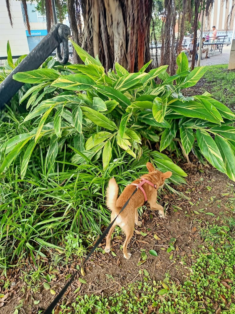 Imagen de Cuidado de Mascotas Gandía