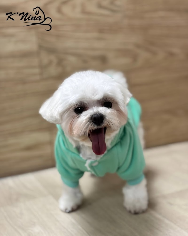 Imagen de negocio en Peluquería canina y felina en Xàtiva
