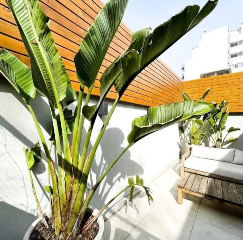 Imagen de negocio en Jardinería y exterior en Mairena del Aljarafe