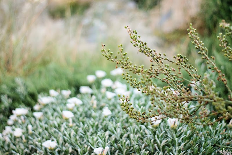 Imagen de Rsr Paisajimo y Jardinería