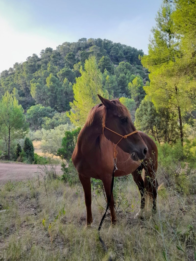 Imagen de negocio en Adopción en Provincia de Valencia