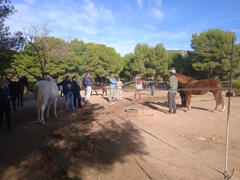 Imagen de negocio en Adopción en Provincia de Valencia