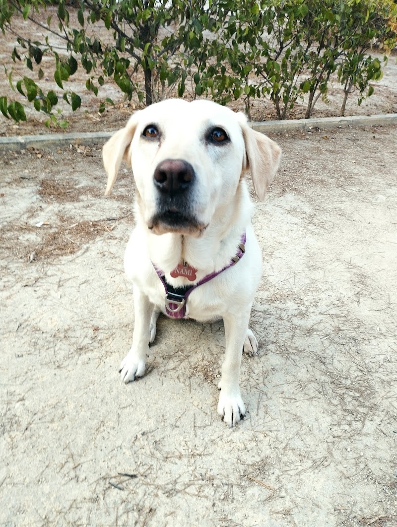 Imagen de negocio en Adiestramiento de mascotas en Provincia de Alicante