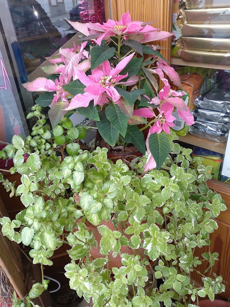 Imagen de Herboristeria Sierra de Mariola