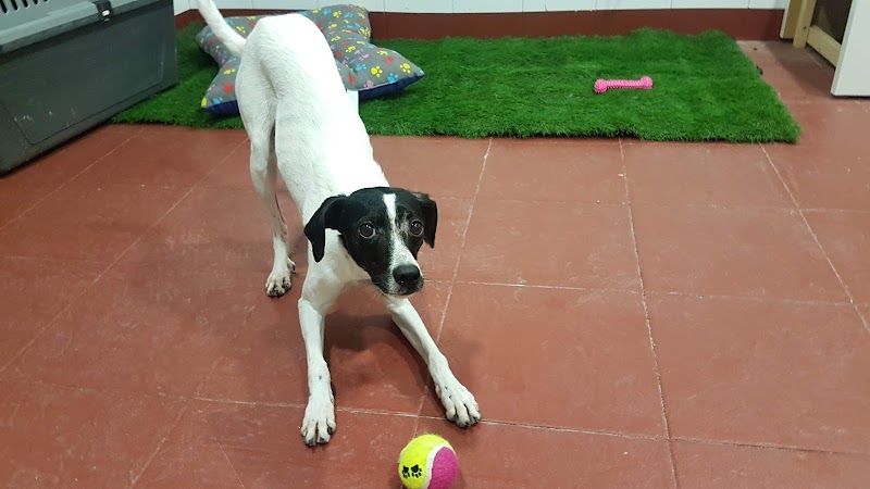 Imagen de Peluqueria Canina 360