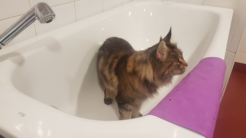 Imagen de Peluqueria Canina 360