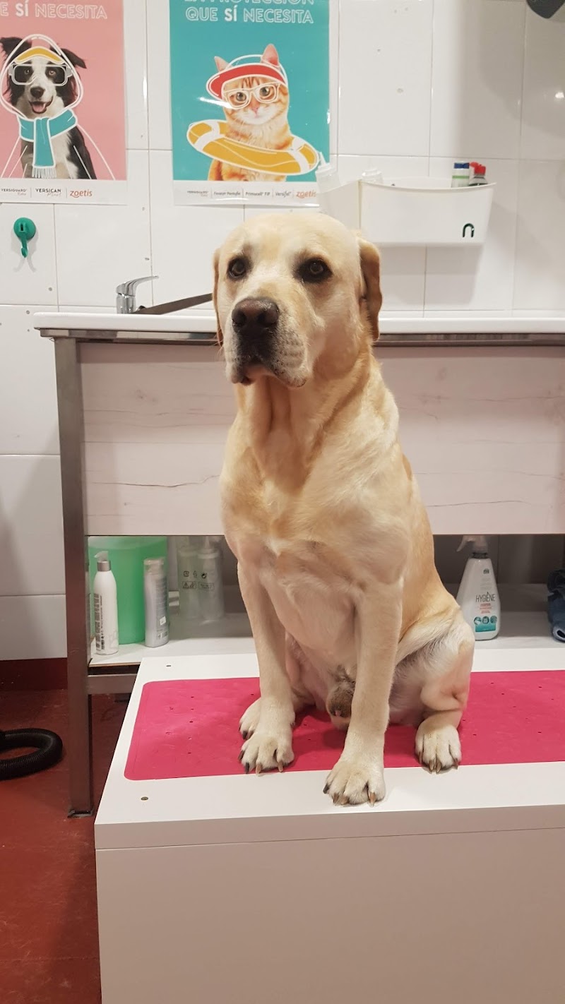 Imagen de Peluqueria Canina 360