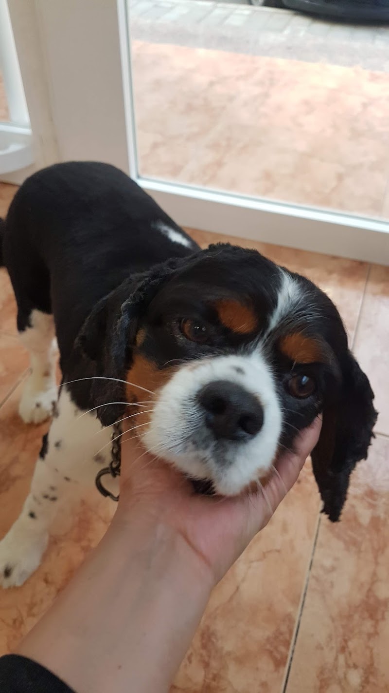 Imagen de Peluqueria Canina 360