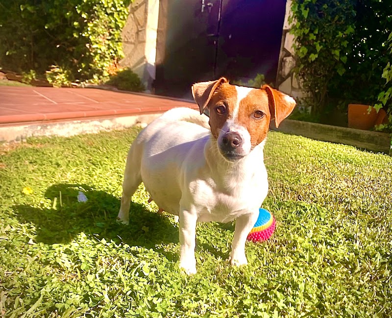 Imagen de Anicura Marina Alta Centro Veterinario