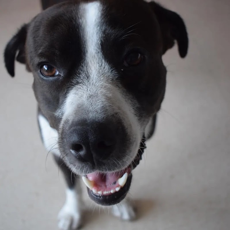 Imagen de Anicura Marina Alta Centro Veterinario