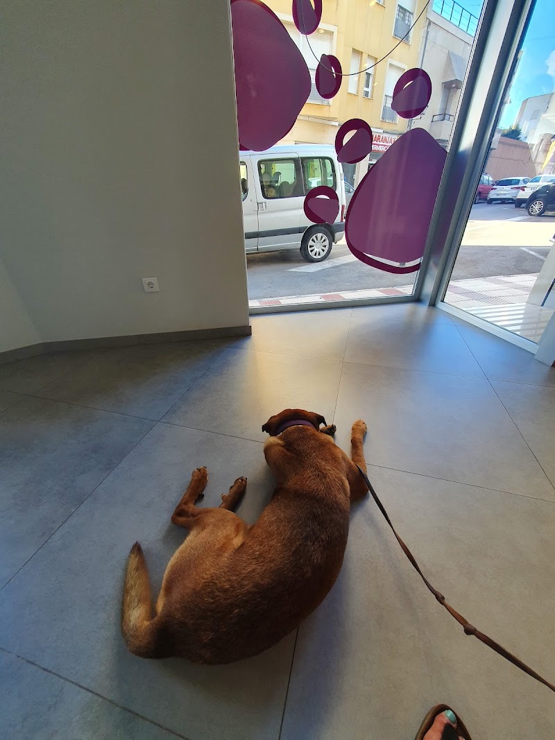 Imagen de Clinica Veterinaria Bernia Gata de Gorgos