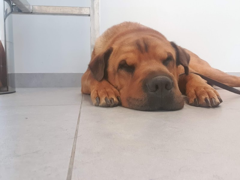 Imagen de Clinica Veterinaria Bernia Gata de Gorgos