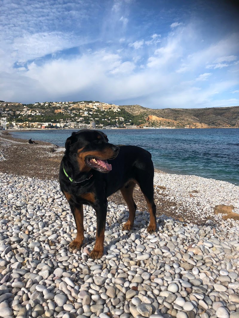 Imagen de Clinica Veterinaria Bernia Gata de Gorgos