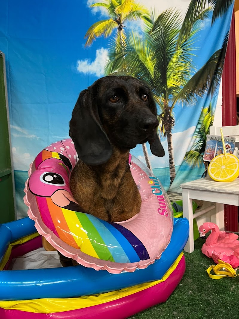 Imagen de La Huella / Peluqueria y Estetica Canina en Gandia / 2023