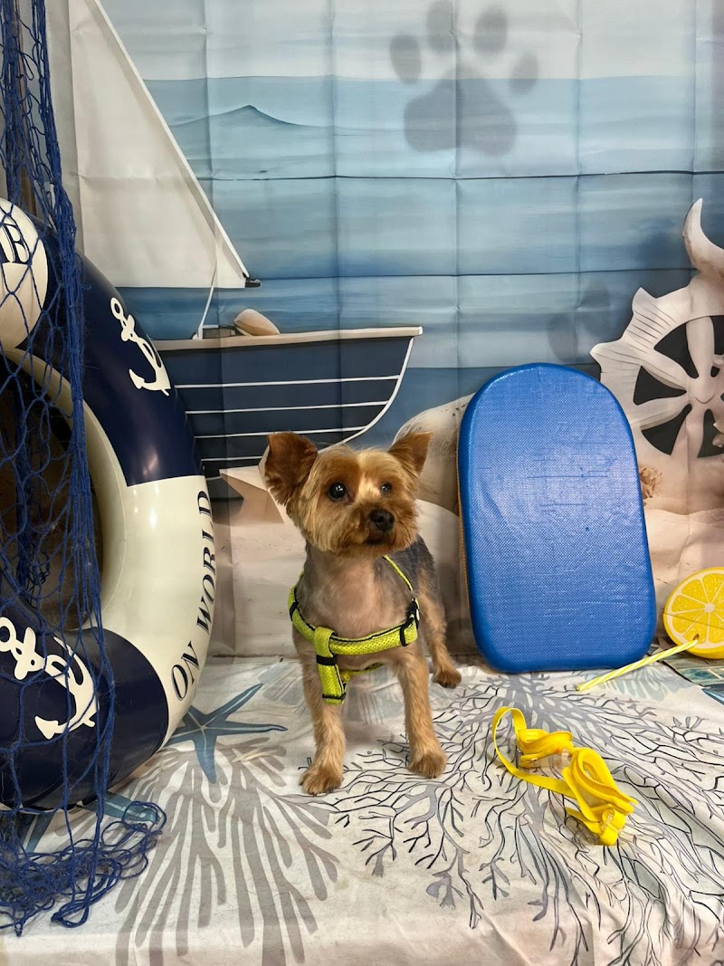 Imagen de La Huella / Peluqueria y Estetica Canina en Gandia / 2023