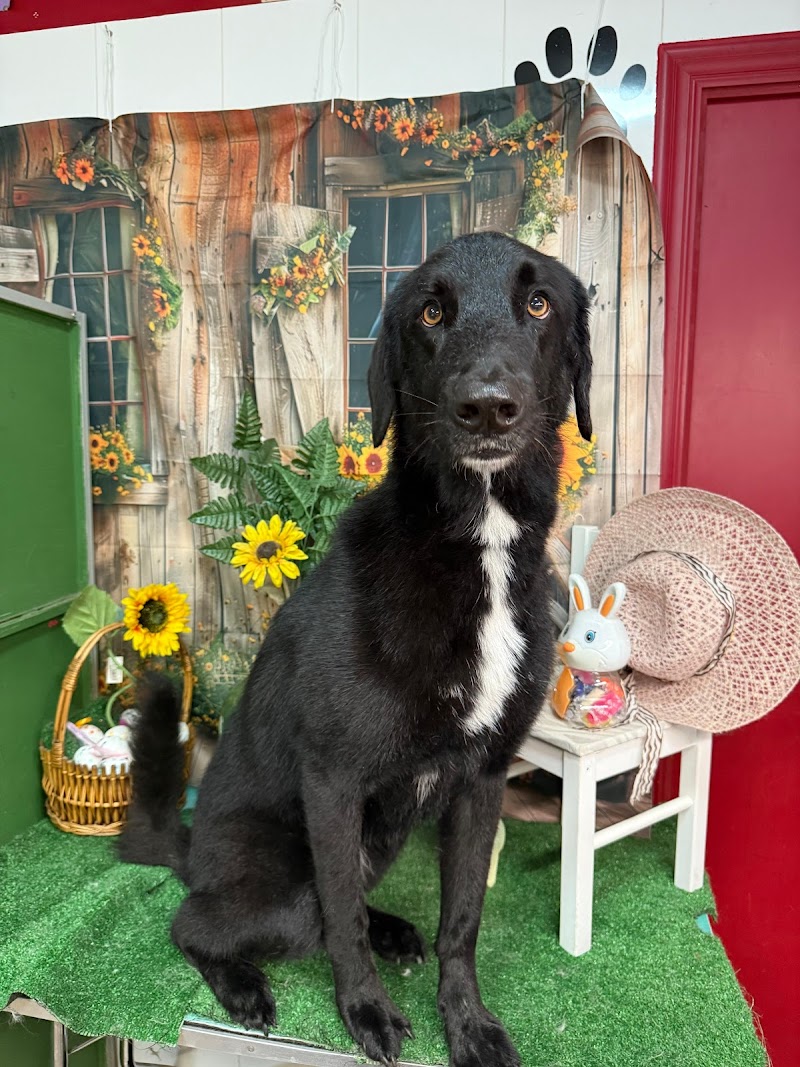 Imagen de La Huella / Peluqueria y Estetica Canina en Gandia / 2023