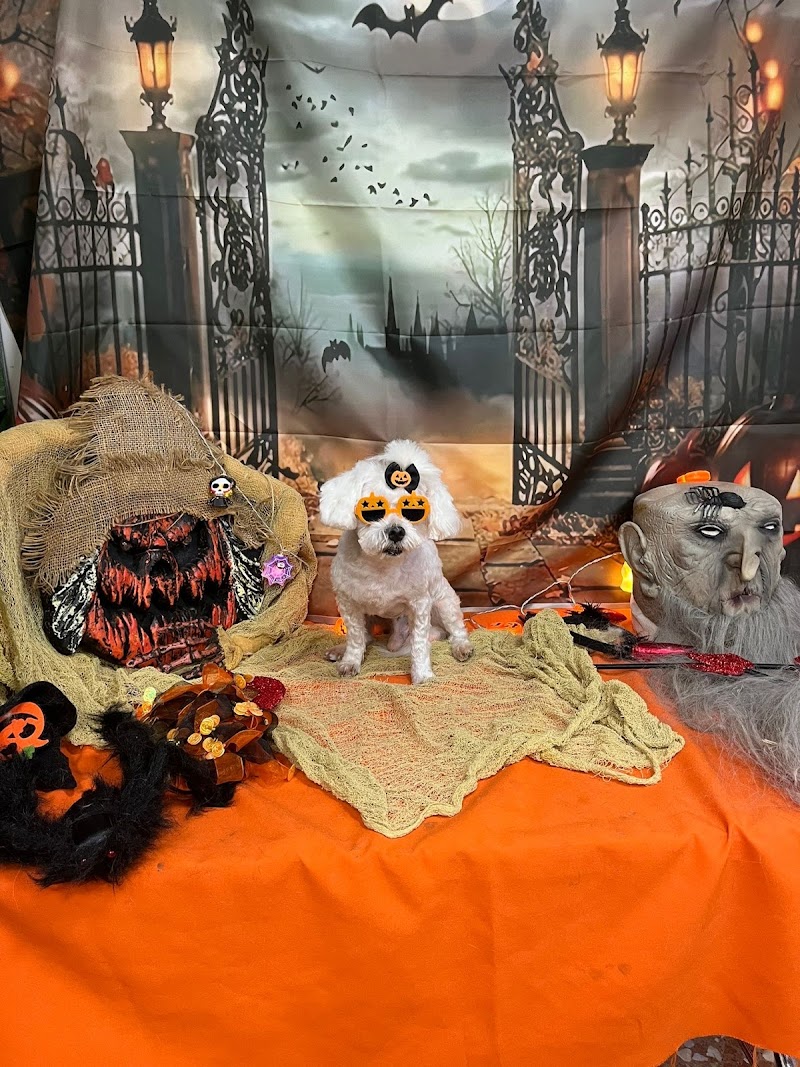 Imagen de La Huella / Peluqueria y Estetica Canina en Gandia / 2023