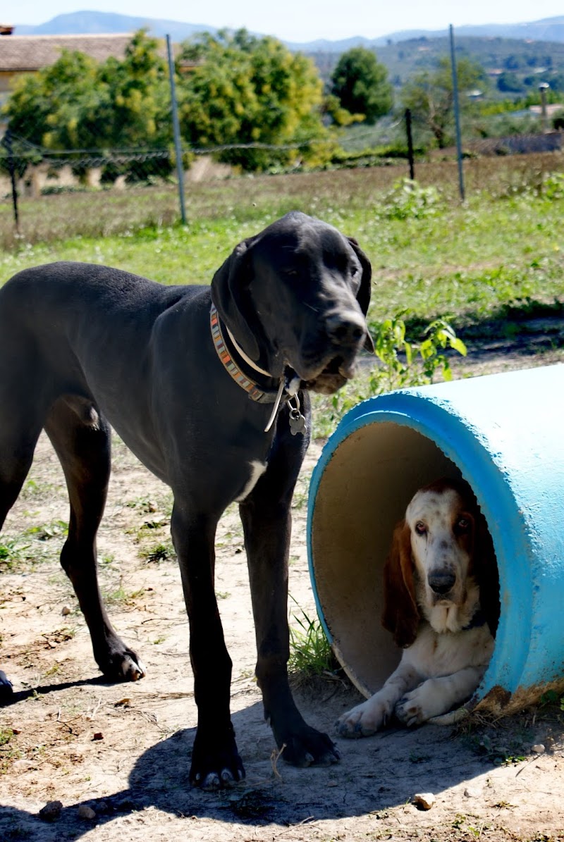 Imagen de El Maset Resort Caní