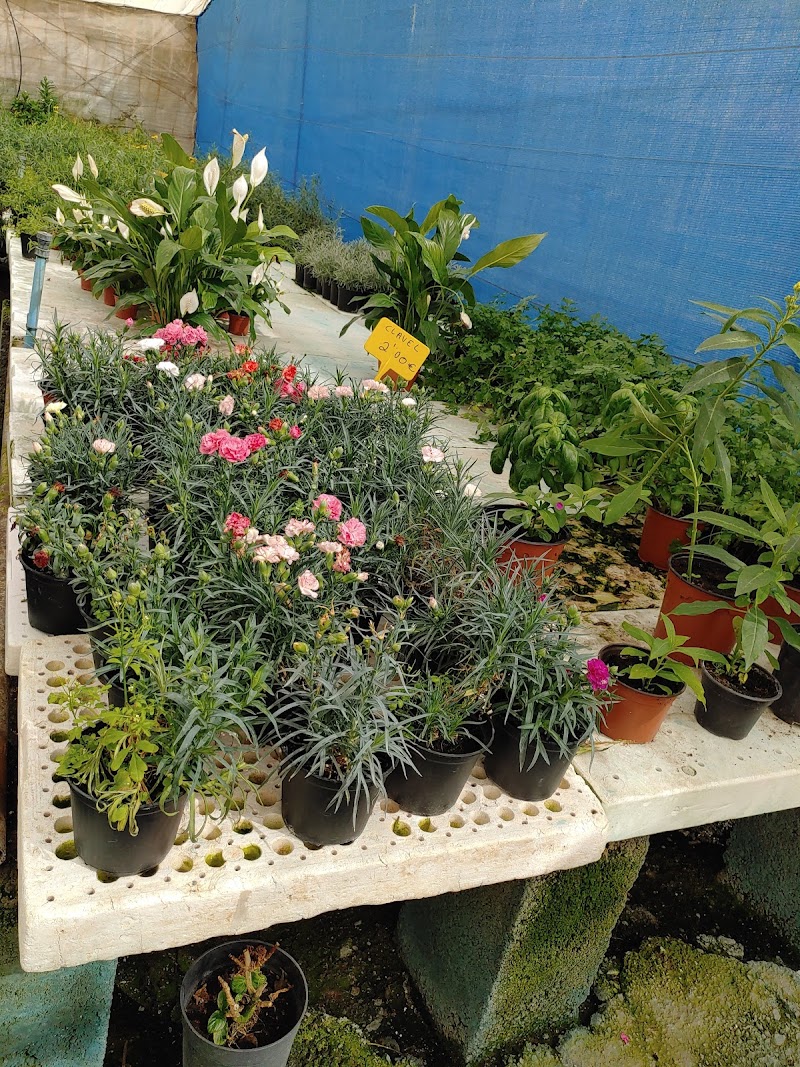 Imagen de Viveros Gáldar, S.l.