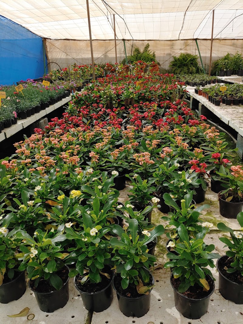 Imagen de Viveros Gáldar, S.l.