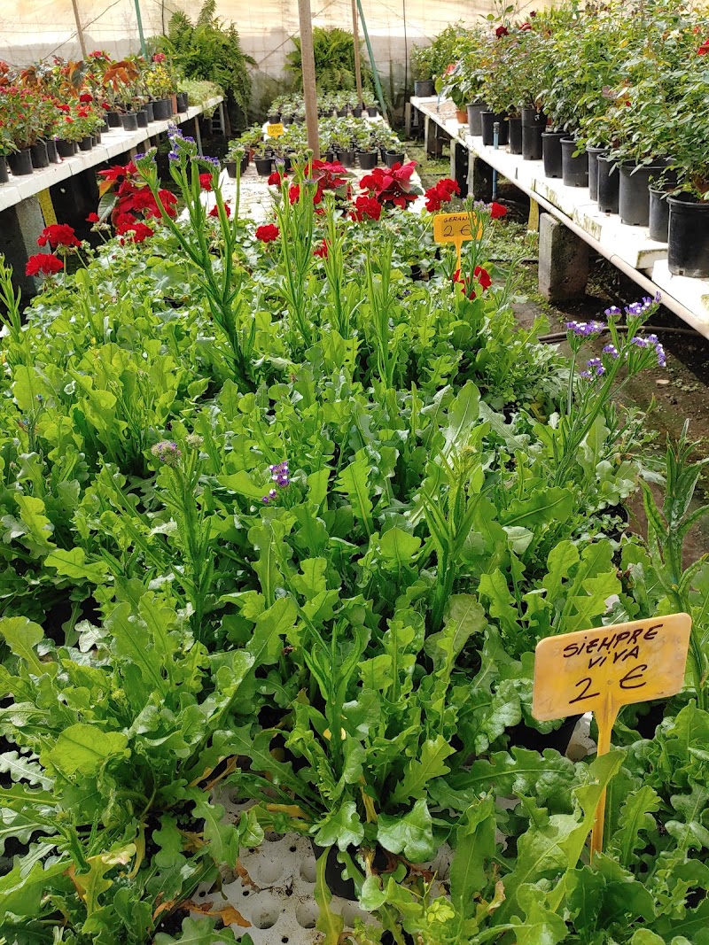 Imagen de Viveros Gáldar, S.l.