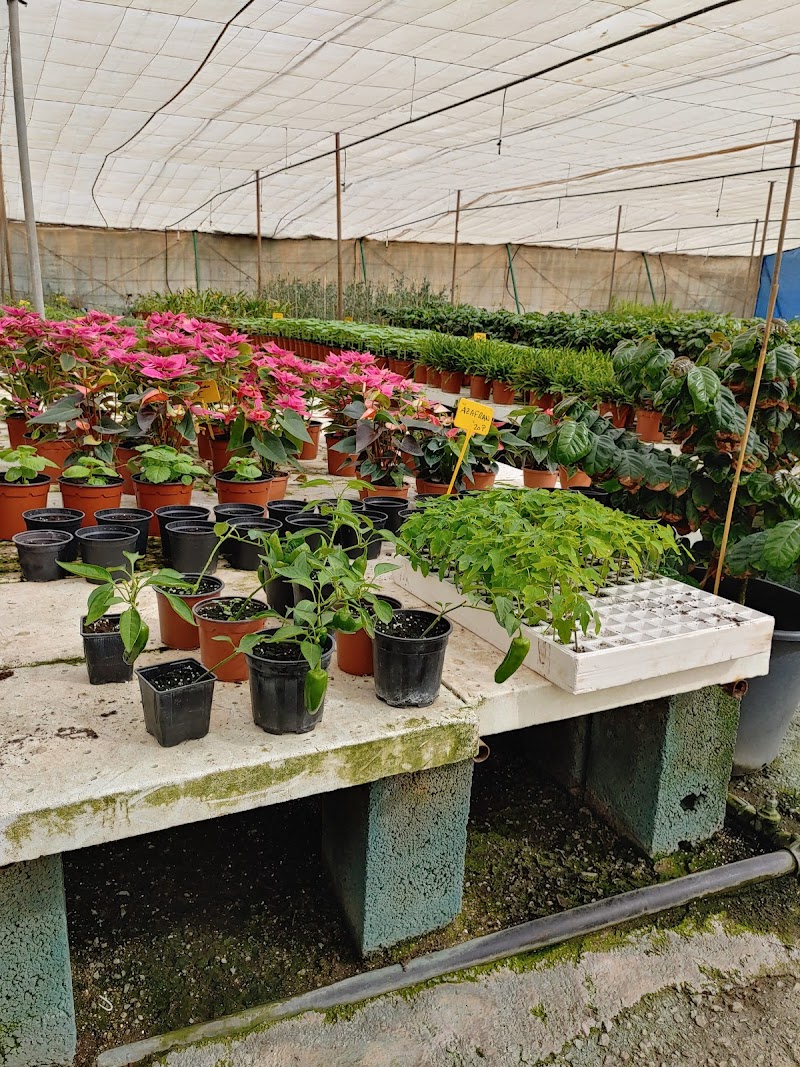 Imagen de Viveros Gáldar, S.l.