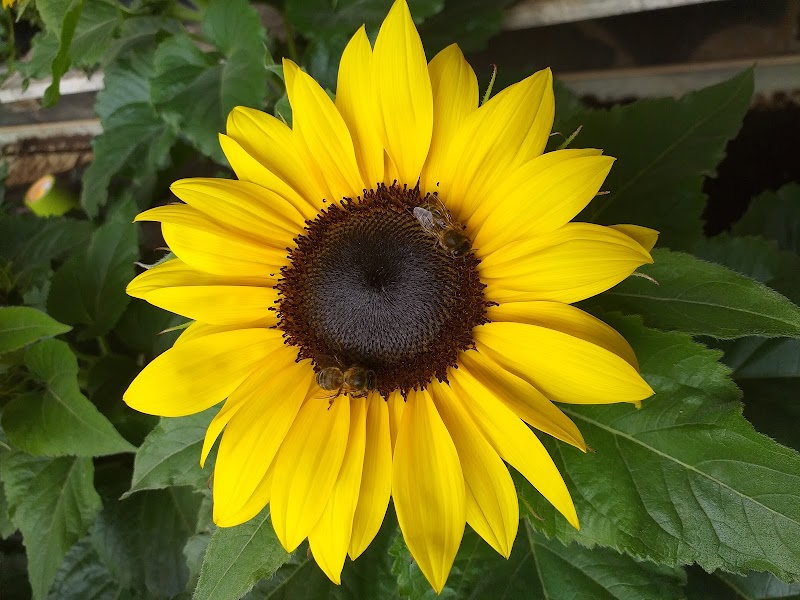 Imagen de Viveros Valleseco