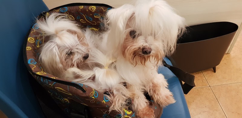 Imagen de negocio en Mascotas y animales en Alcoy