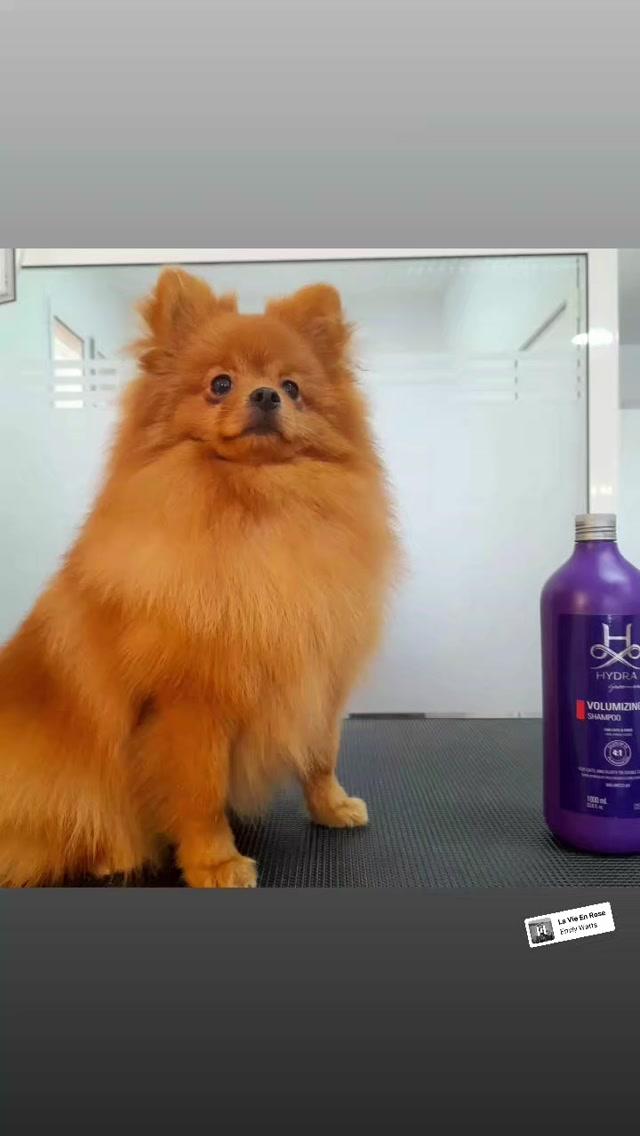 Imagen de Nuria Mj Estilista Canino