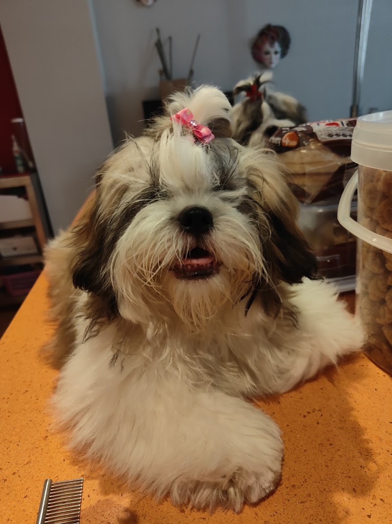 Imagen de Nuria Mj Estilista Canino