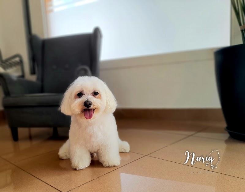 Imagen de Nuria Mj Estilista Canino