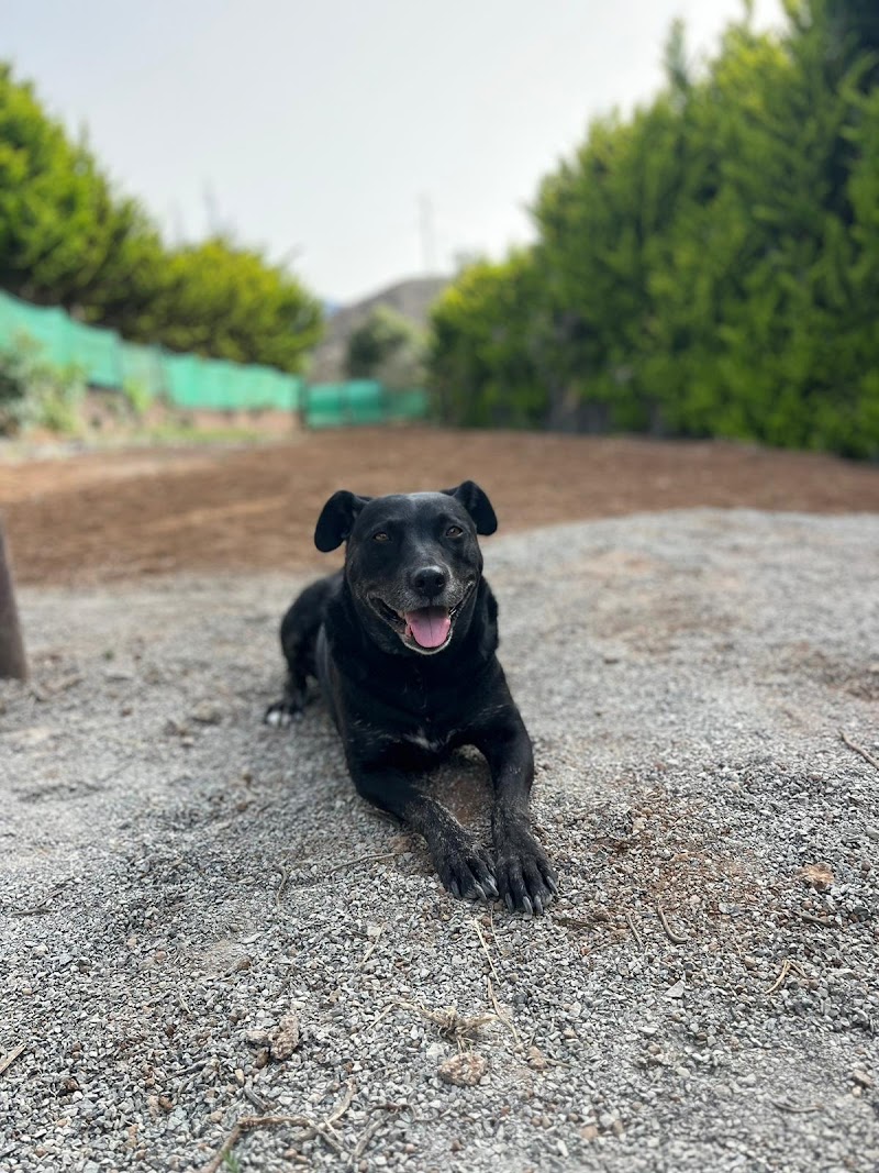 Imagen de negocio en Guardería para mascotas en Canarias