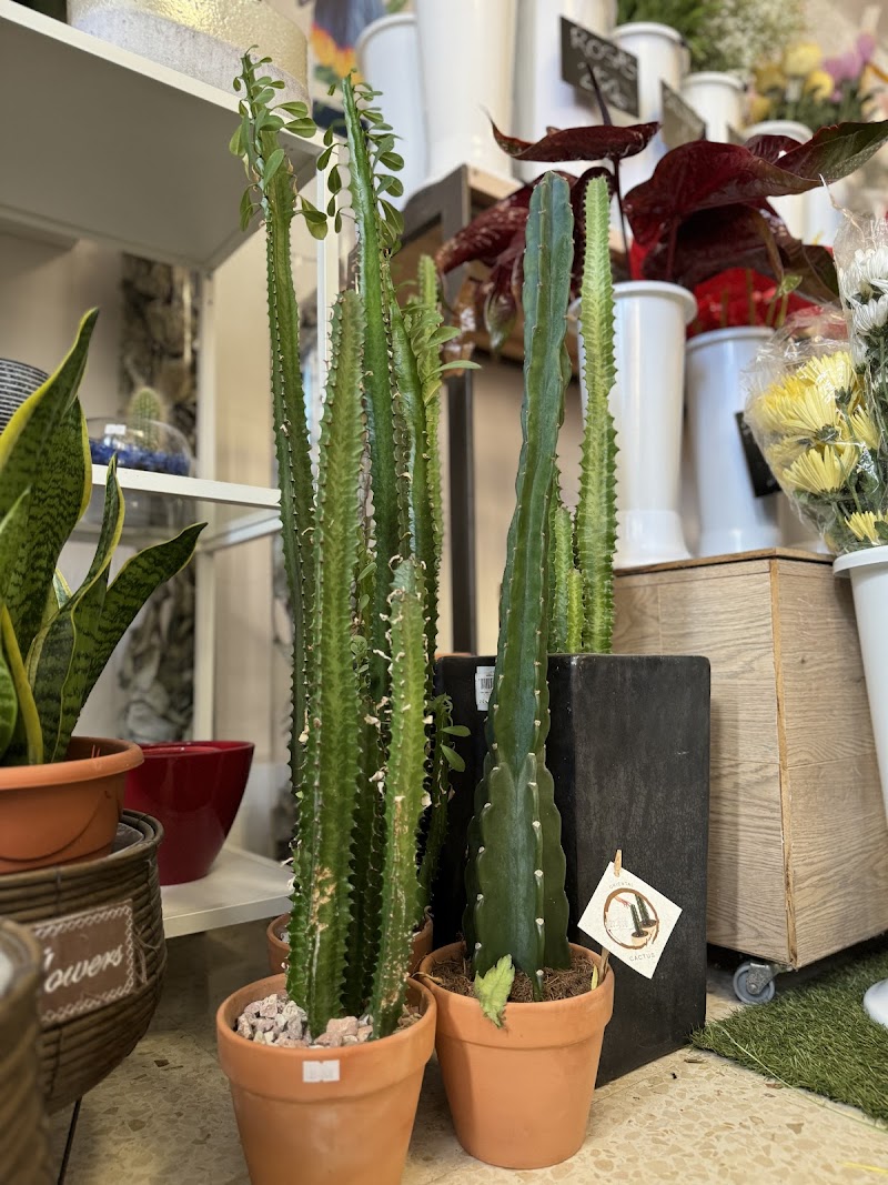 Imagen de negocio en Floristería en El Tablero