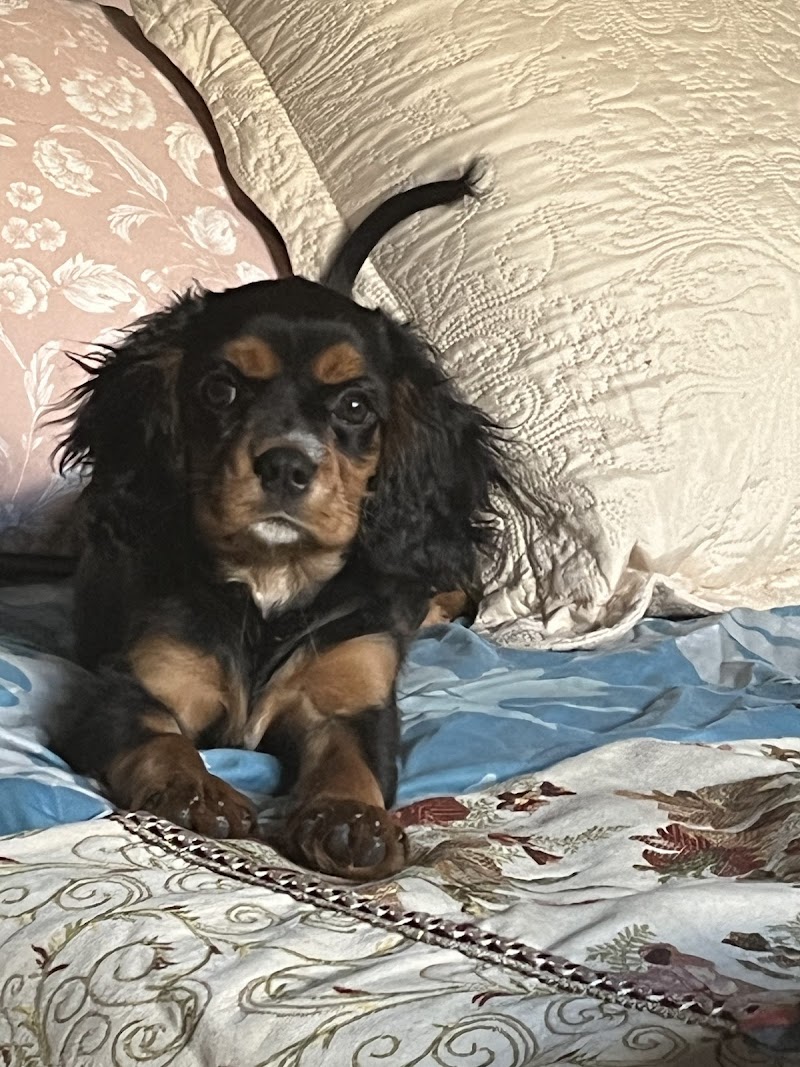 Imagen de Centro Veterinario Arinaga Playa