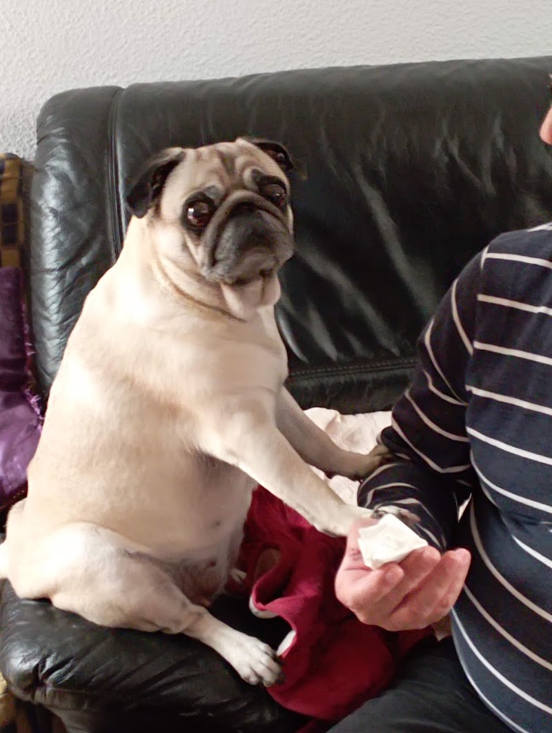 Imagen de Centro Veterinario Arinaga Playa