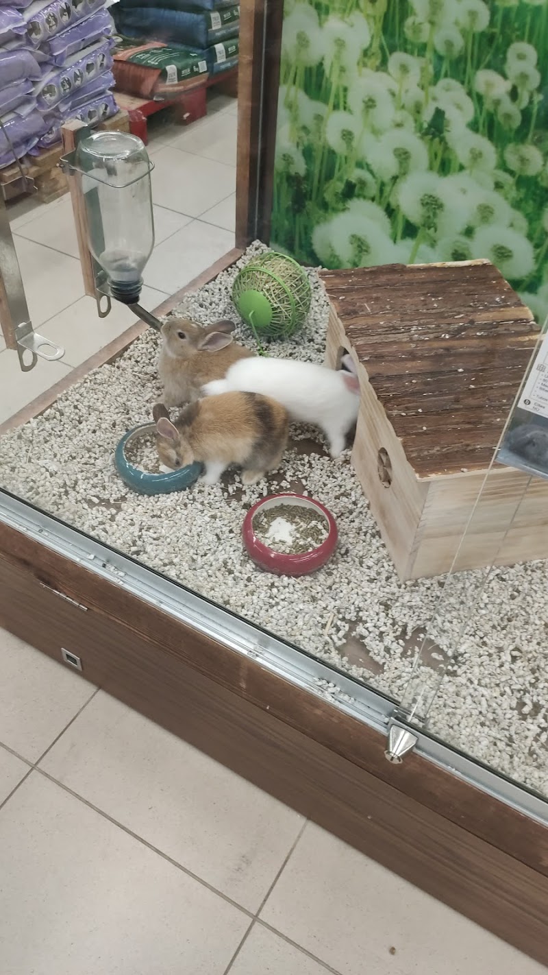 Imagen de Kiwoko. Mundo Animal